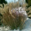 Miscanthus Kleine Fontaine (zima)